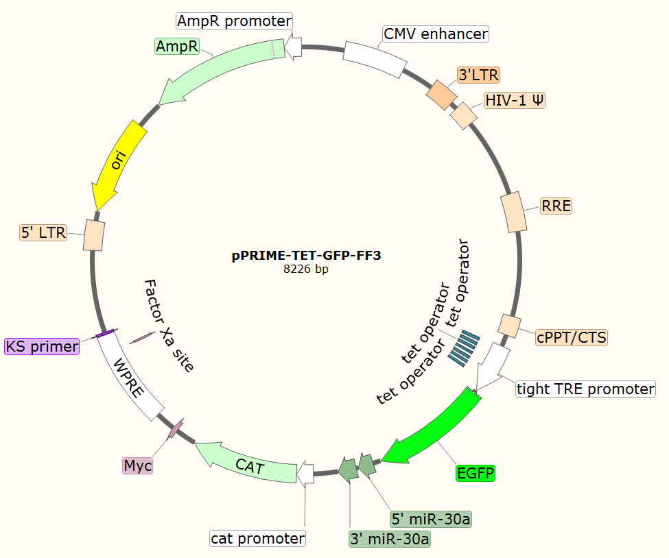 pPRIME-TET-GFP-FF3载体图谱